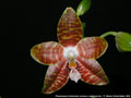 Photo : Phalaenopsis Ambonosa