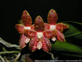 Photo : Phalaenopsis Ambonosa