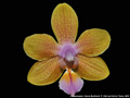 Photo : Phalaenopsis Helene Burkhardt
