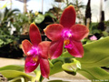 Photo : Phalaenopsis Joshua Irwin Ginsberg