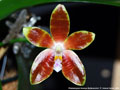Photo : Phalaenopsis Kelsey's Butterscotch