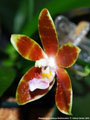 Photo : Phalaenopsis Kelsey's Butterscotch