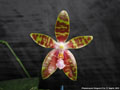 Photo : Phalaenopsis Dragon's Fire