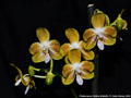 Photo : Phalaenopsis Golden Butterfly