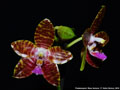 Photo : Phalaenopsis Rasa Veniana