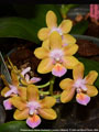 Photo : Phalaenopsis Helene Burkhardt