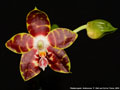 Photo : Phalaenopsis Ambonosa