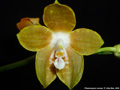 Photo : Phalaenopsis venosa
