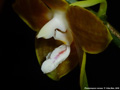Photo : Phalaenopsis venosa