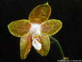 Photo : Phalaenopsis venosa