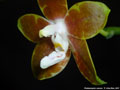 Photo : Phalaenopsis venosa