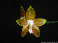 Photo : Phalaenopsis venosa