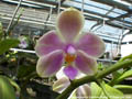 Photo : Phalaenopsis Celebes Violet