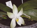 Photo : Phalaenopsis violacea