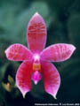 Photo : Phalaenopsis Gersenii