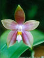 Photo : Phalaenopsis Penang Girl