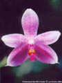 Photo : Phalaenopsis San Shia Crystal