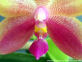 Photo : Phalaenopsis Fribourg