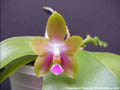 Photo : Phalaenopsis Penang Girl