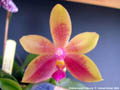 Photo : Phalaenopsis Fribourg