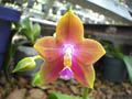 Photo : Phalaenopsis Penang Girl
