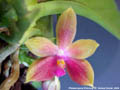 Photo : Phalaenopsis Fribourg
