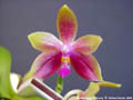 Photo : Phalaenopsis Fribourg