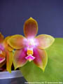 Photo : Phalaenopsis Penang Girl