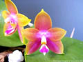 Photo : Phalaenopsis Penang Girl