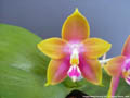 Photo : Phalaenopsis Penang Girl