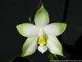 Photo : Phalaenopsis violacea