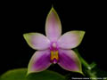 Photo : Phalaenopsis violacea