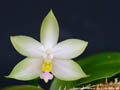 Photo : Phalaenopsis violacea