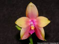 Photo : Phalaenopsis Penang Girl