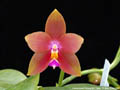 Photo : Phalaenopsis Penang Girl