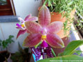 Photo : Phalaenopsis Princess Kaiulani