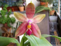 Photo : Phalaenopsis Princess Kaiulani
