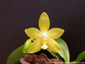 Photo : Phalaenopsis Princess Kaiulani