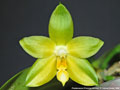 Photo : Phalaenopsis Princess Kaiulani