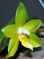 Photo : Phalaenopsis Princess Kaiulani