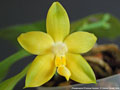 Photo : Phalaenopsis Princess Kaiulani