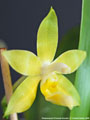 Photo : Phalaenopsis Princess Kaiulani