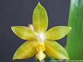 Photo : Phalaenopsis Princess Kaiulani