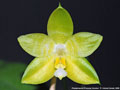 Photo : Phalaenopsis Princess Kaiulani