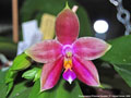 Photo : Phalaenopsis Princess Kaiulani