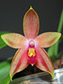 Photo : Phalaenopsis Princess Kaiulani