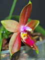 Photo : Phalaenopsis Princess Kaiulani
