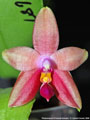 Photo : Phalaenopsis Princess Kaiulani