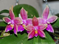 Photo : Phalaenopsis Princess Kaiulani