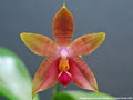 Photo : Phalaenopsis Princess Kaiulani